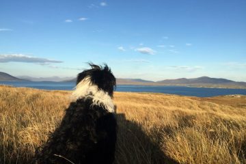 Dog walk Outer Hebrides Scotland