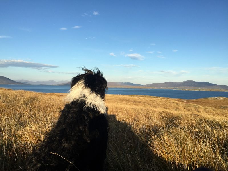 Dog walk Outer Hebrides Scotland