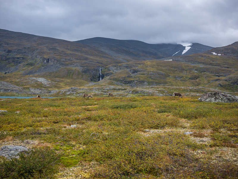 Reindeer on the King's Trail