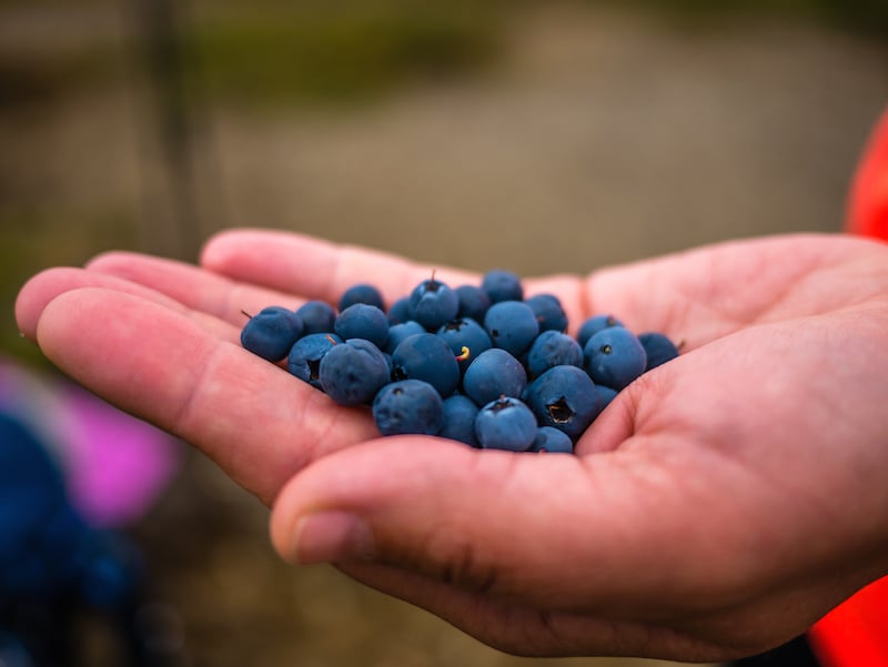 Wild blueberries on the King's Trail