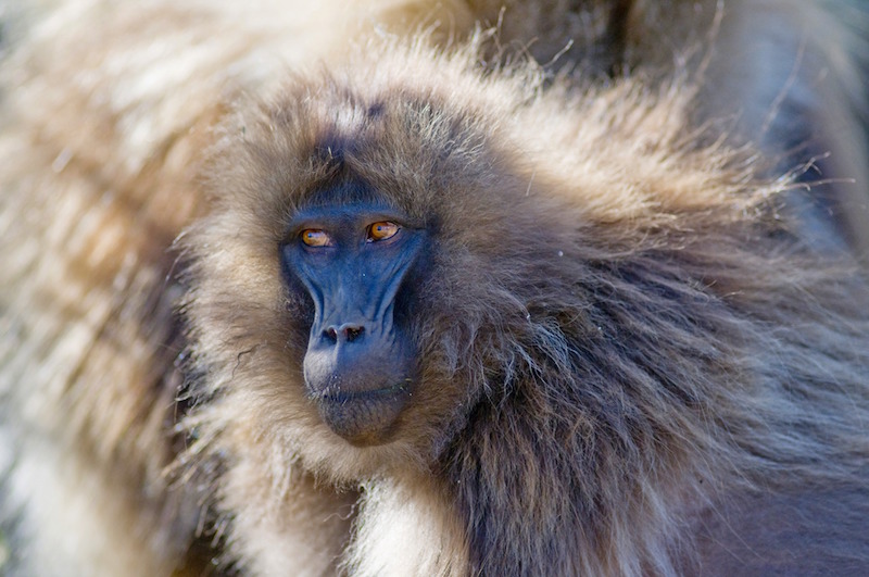 Baboons in the Simien Mountains