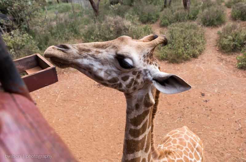 Langata Giraffe Centre