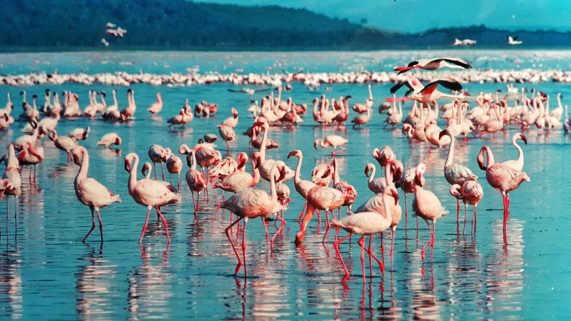 Pink flamingos