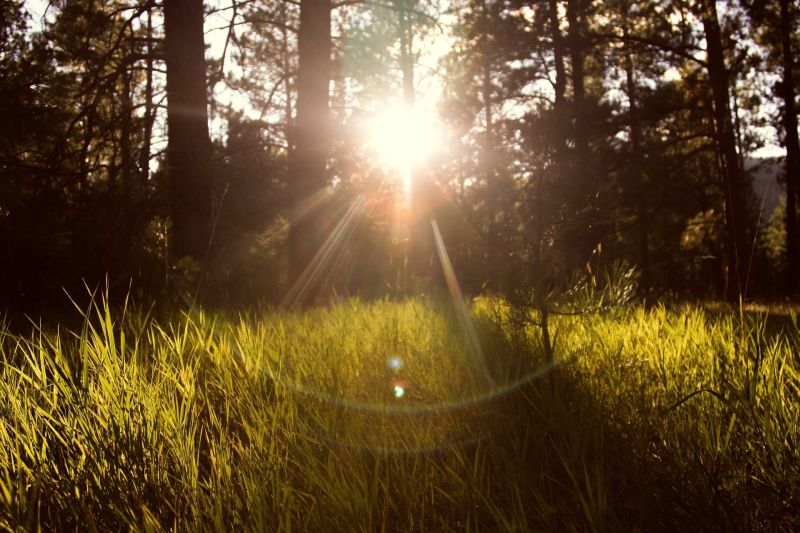 Sunlight through forest