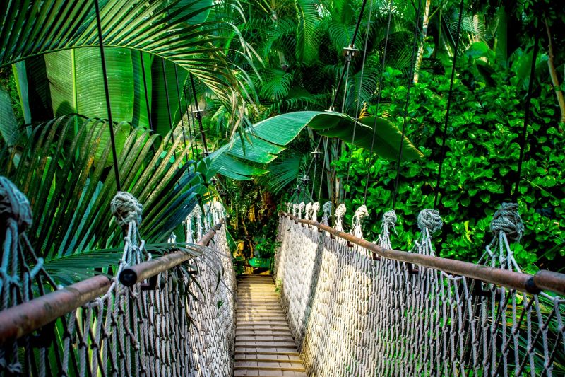 Amazon Rainforest South America