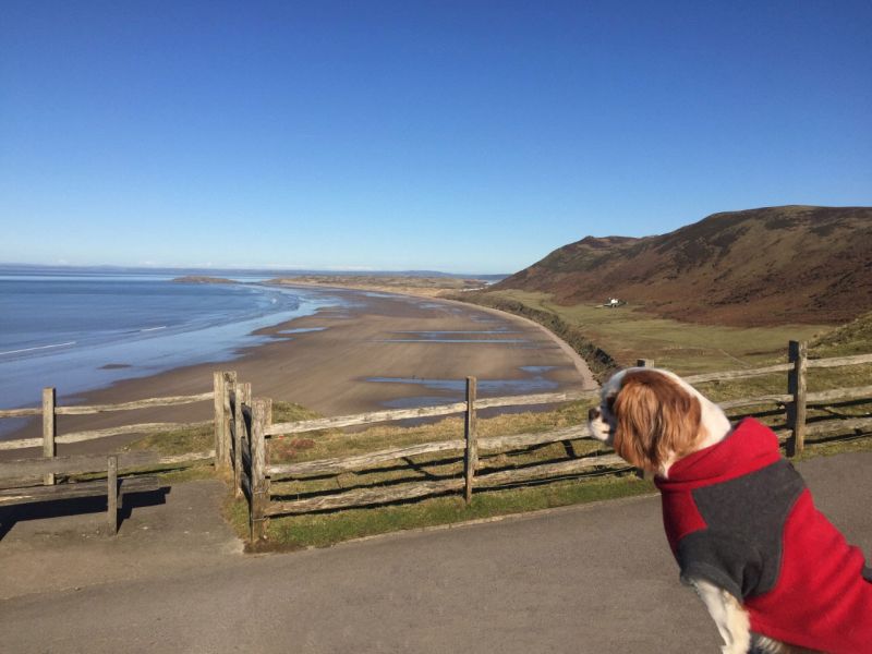 dog friendly beach