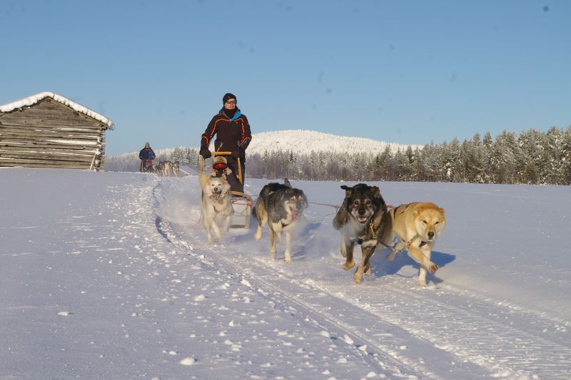 Dog sledding Finland Parkinson's UK