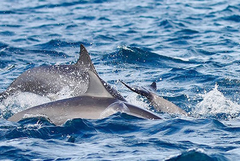 Dolphin whale watching Sri Lanka