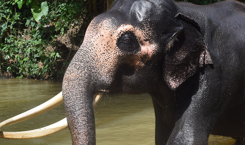 elephant Sri Lanka