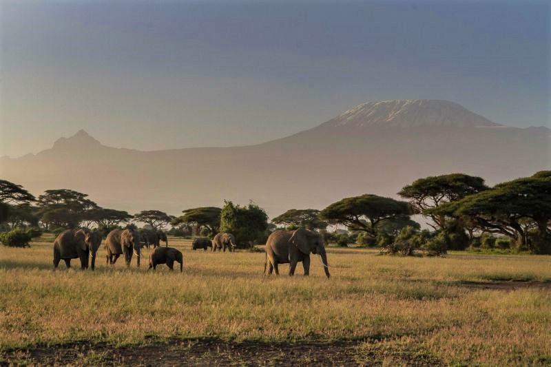 Elephants in Africa