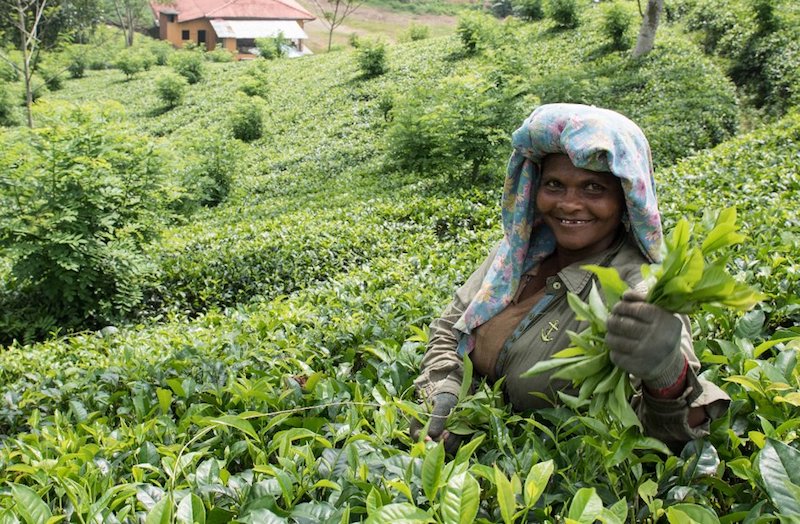 tea plantations Sri Lanka