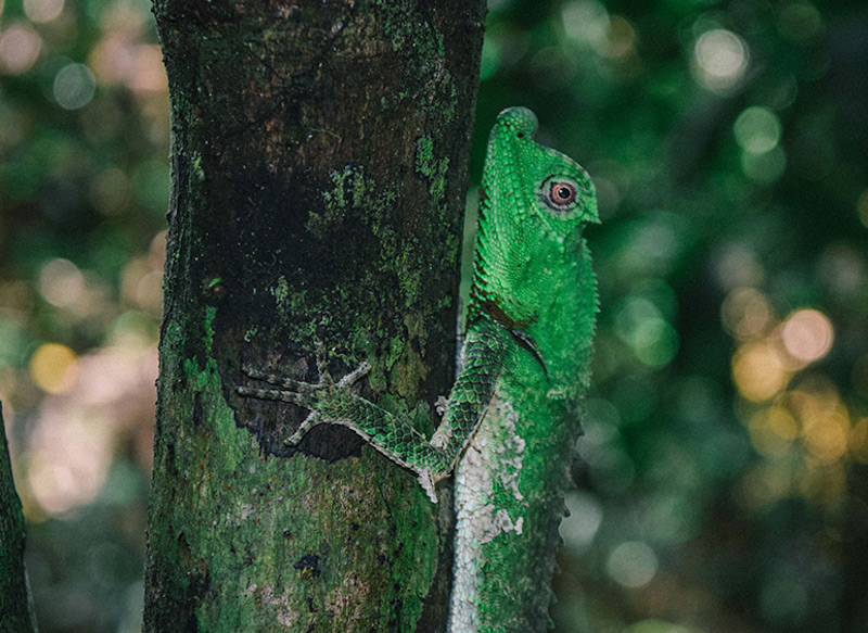 wildlife jungle trek Sri Lanka