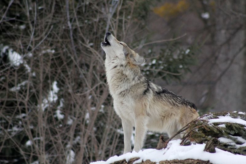 Wolf in Canada