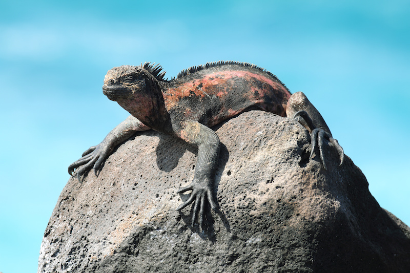 Iguana in the Galapagos