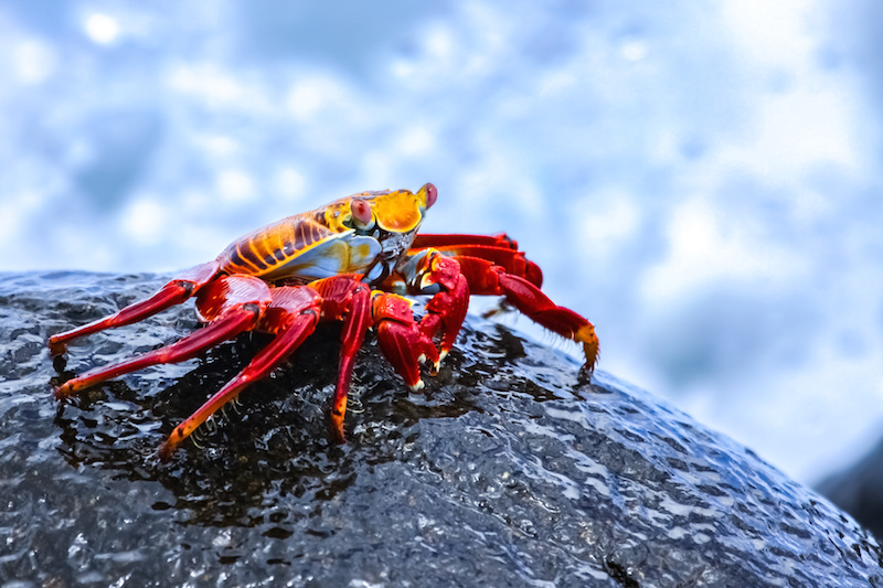 Sally Lightfoot Crab