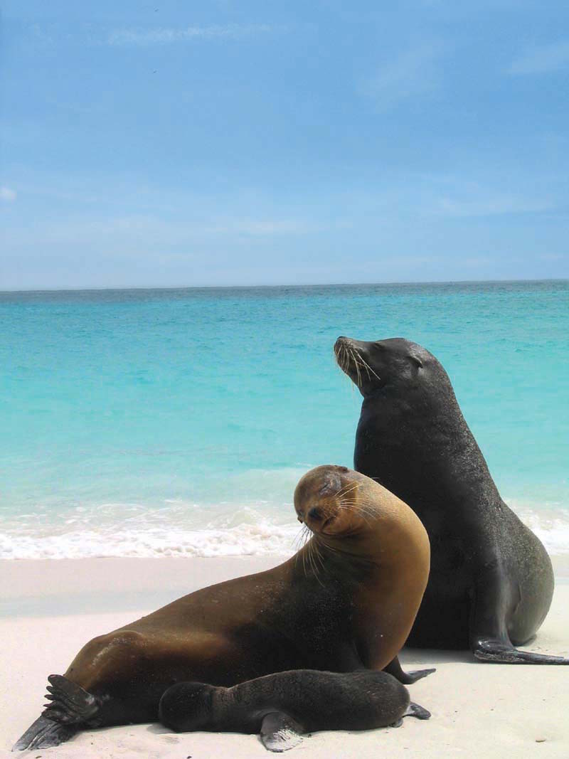 Seals in the Galapagos Island