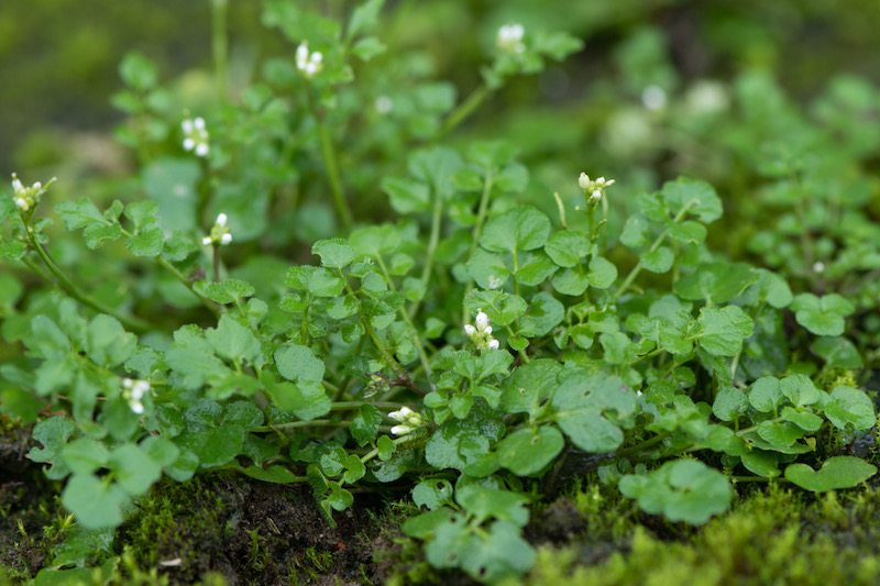 Hairy Bittercress Cardamine Hirsuta