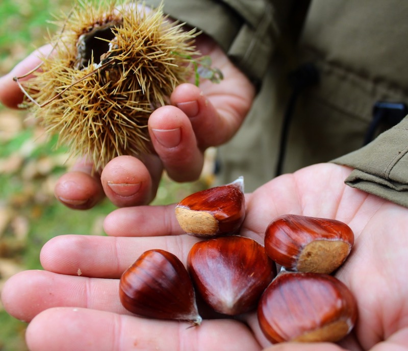 Sweet chestnuts Castanea Sativa