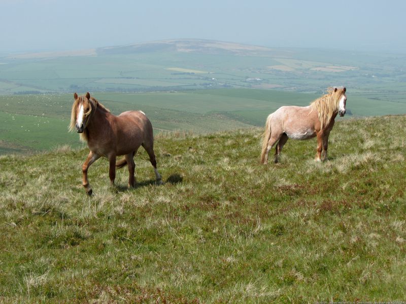  horses golden road - best one-day walks in wales