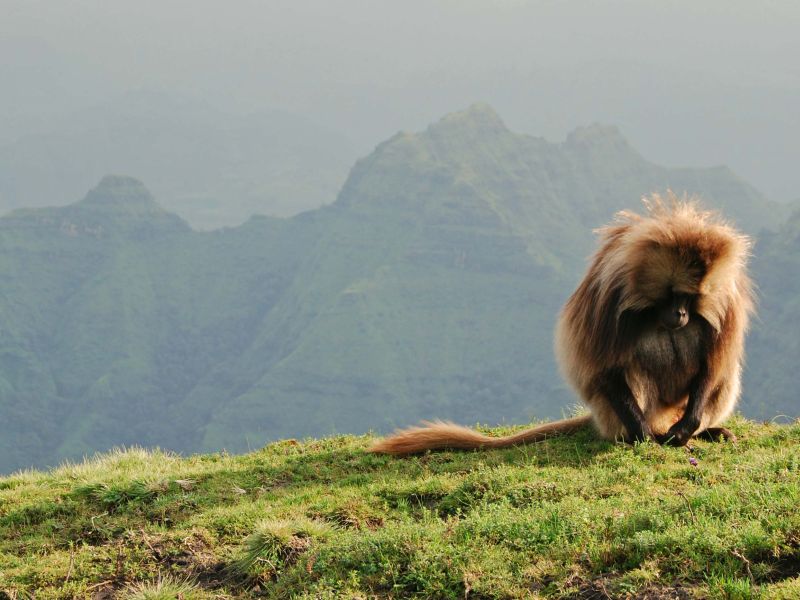simien monkey, ethiopia, best hiking destinations outside of europe