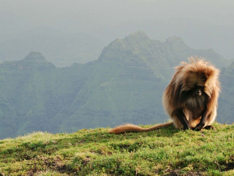 simien monkey, ethiopia, best hiking destinations outside of europe