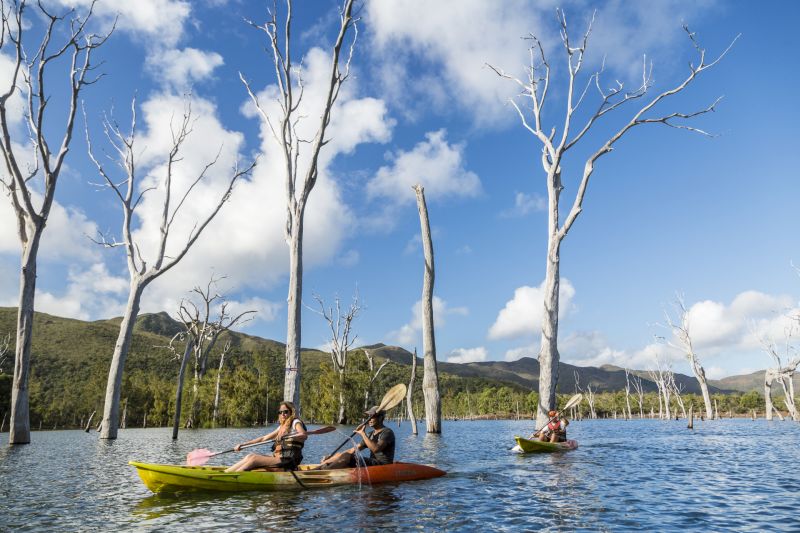 36988-Parc Provincial de la Rivière Bleue - Kayaking - drowned forest- new caledonia