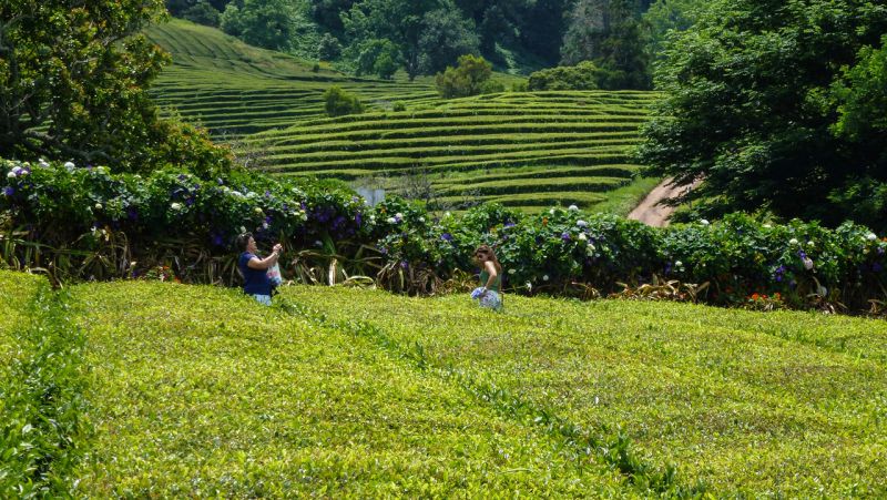 Gorreana tea plantation, Azores, Portugal