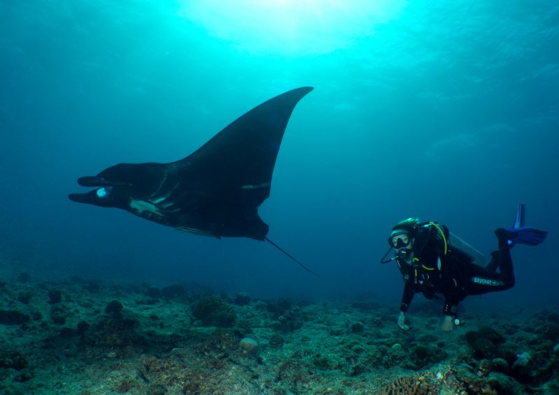 Plongée sous-marine - Scuba Diving - New Caledonia