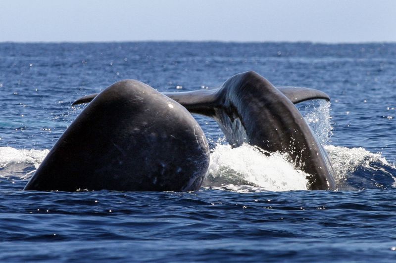 Whale Watching in the azores