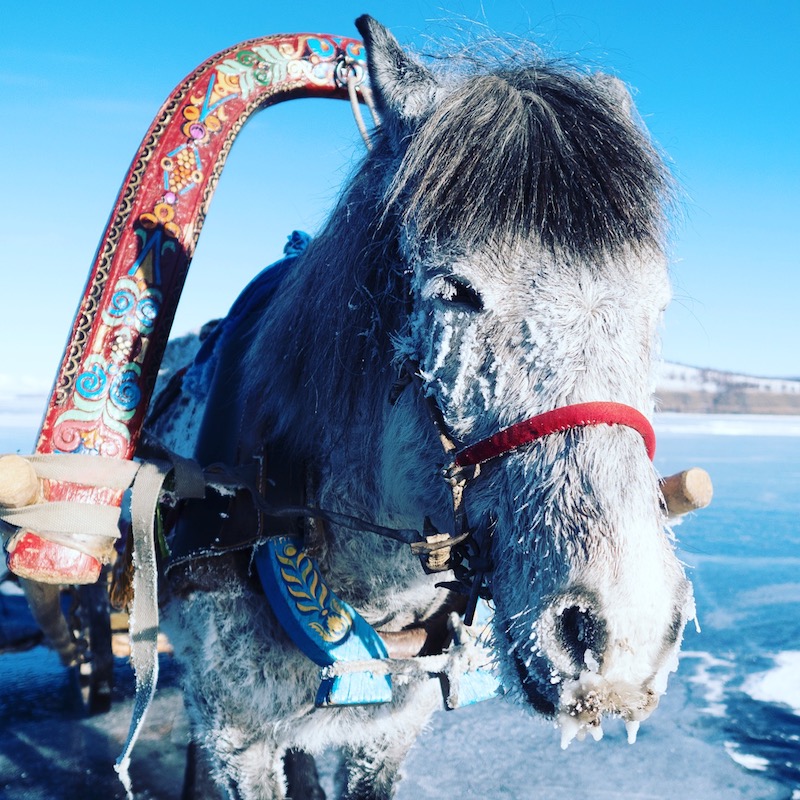 horse with frozen face Mongolia