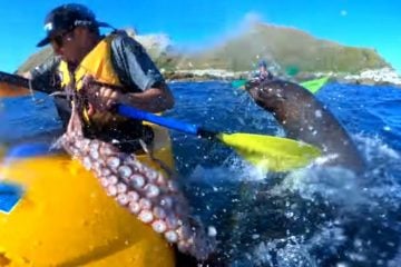 kayaker gets slapped in the face by giant octopus
