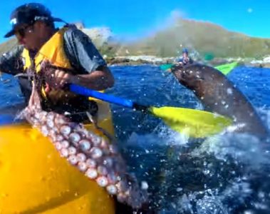 kayaker gets slapped in the face by giant octopus