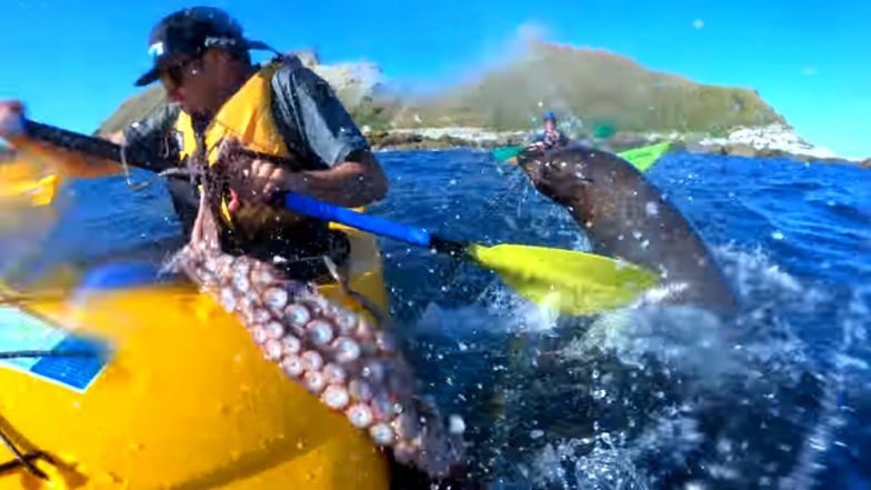 kayaker gets slapped in the face by giant octopus