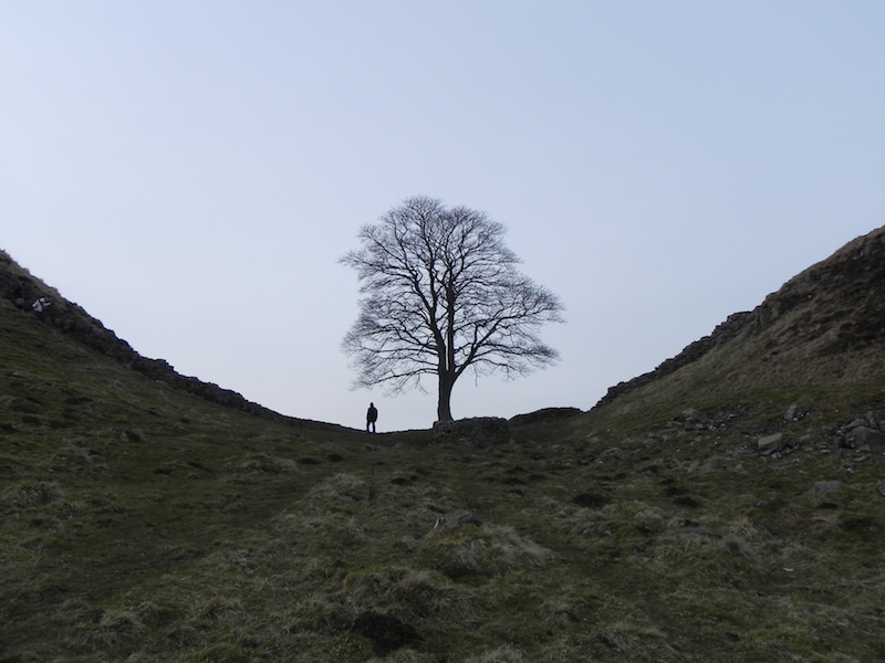 Sycamore gap robin hood tree - best winter uk walking routes 