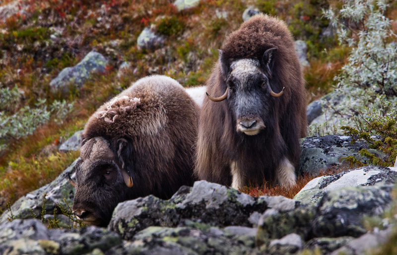 close encounter with musk oxen in Dovrefjell National Park - most incredible hiking in norway