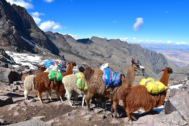 the lares machu picchu trek alpacas