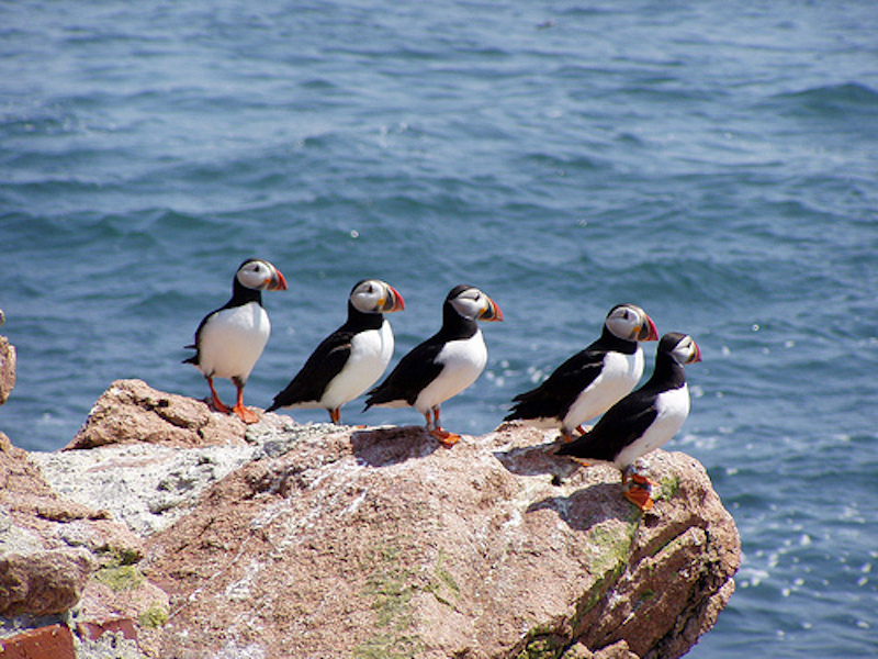 puffins on cliff - best hiking in Iceland
