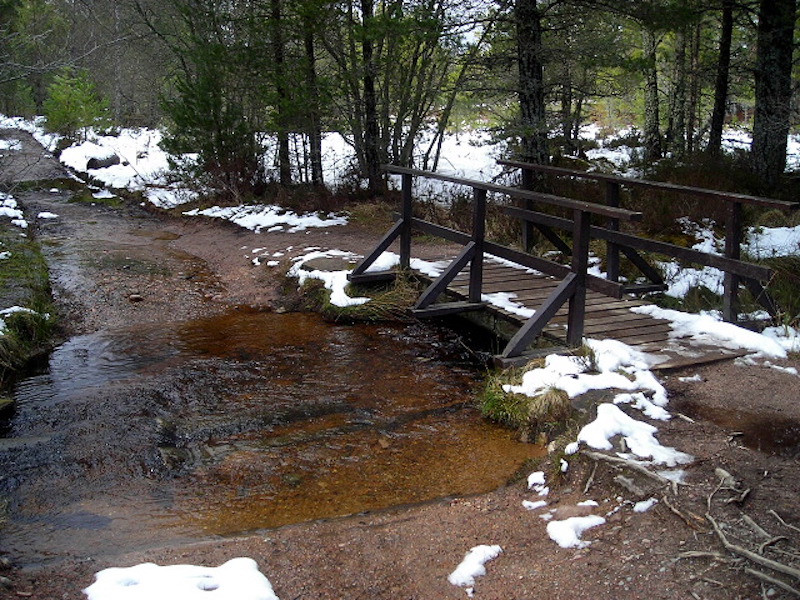 rothiemurchus forest bridge - best cold weather walks in scotland