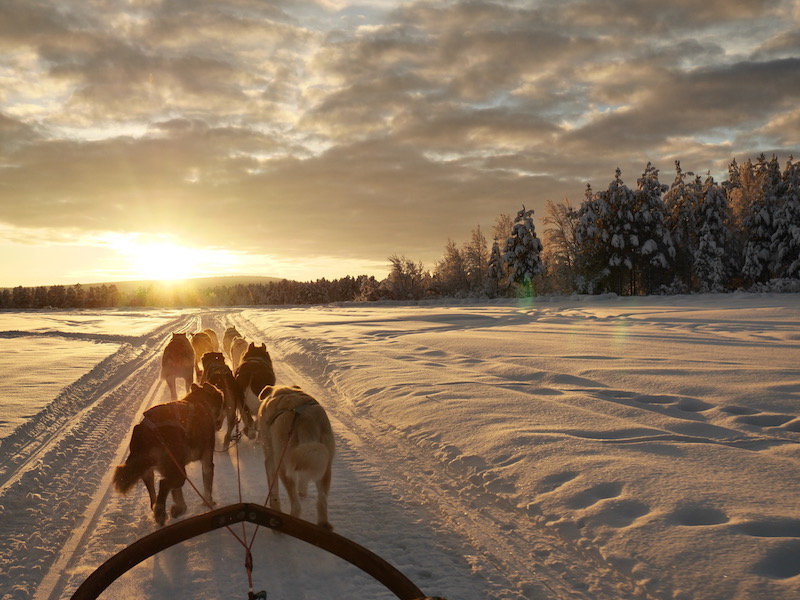 husky sledding in finland - winter adventures