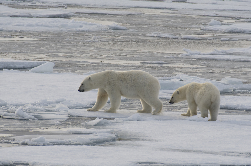 polar bears in the arctic circle longyearbyen
