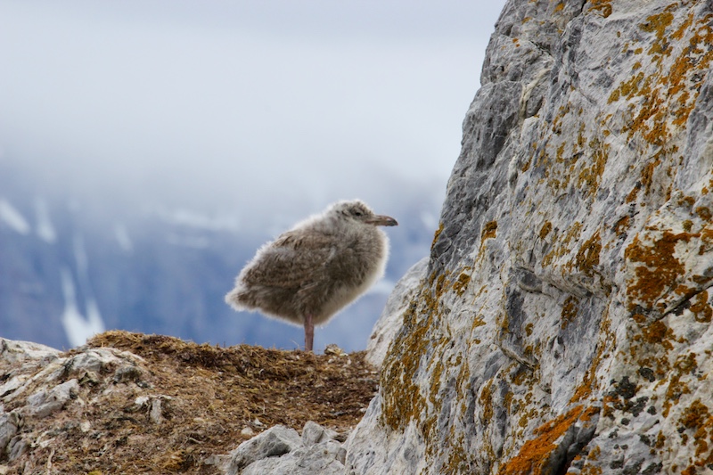 arctic bird in longyearbyen