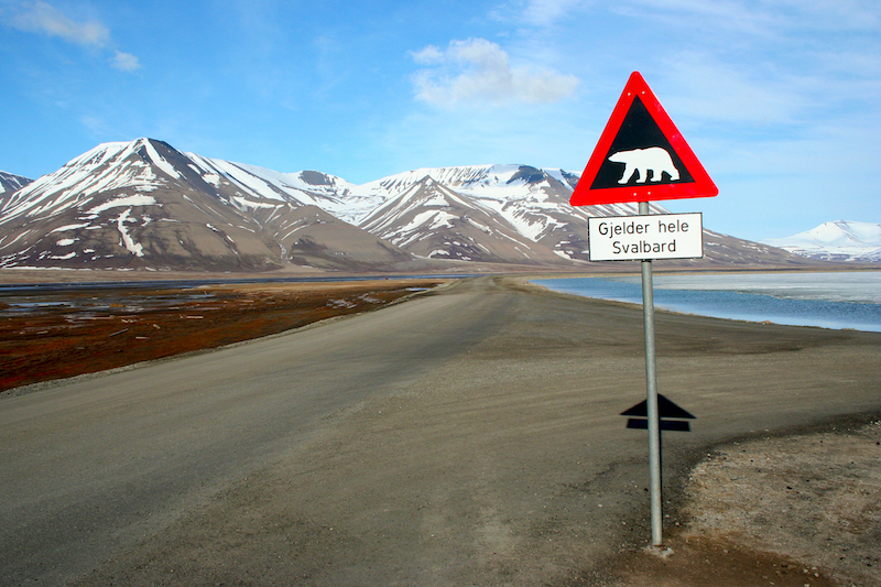 polar bear warning sign in longyearbyen