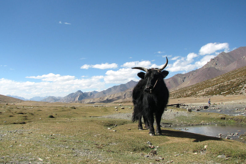 best himalayan treks - markha valley yak