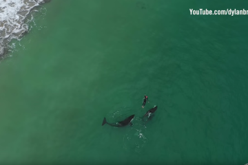 Swimming with orcas