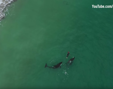 Swimming with orcas