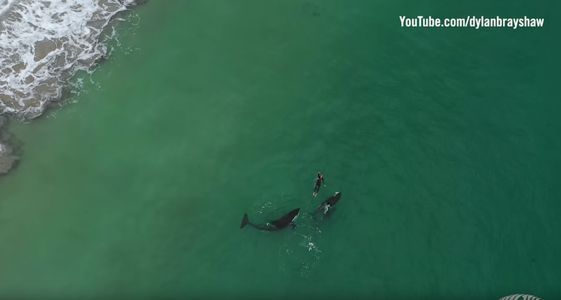 Swimming with orcas