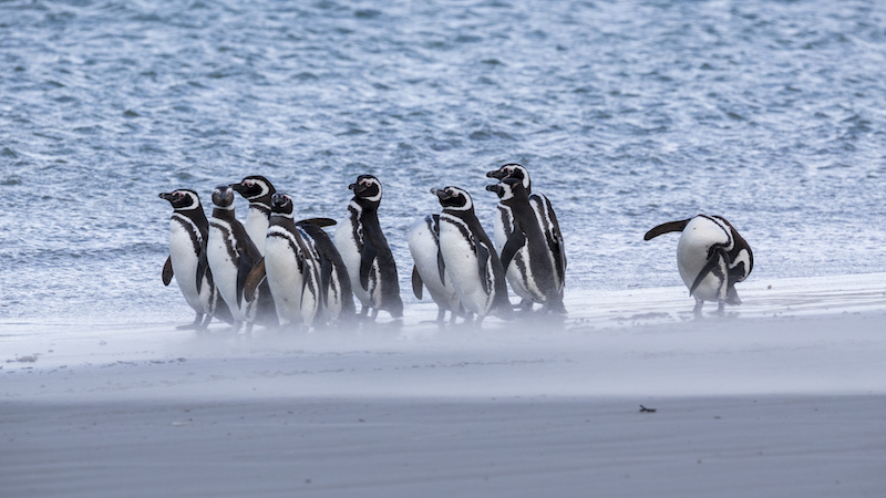 Penguins gypsy cove 