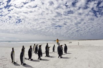 Walking with penguins in the Falklands