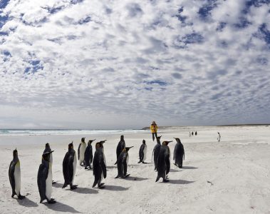Walking with penguins in the Falklands