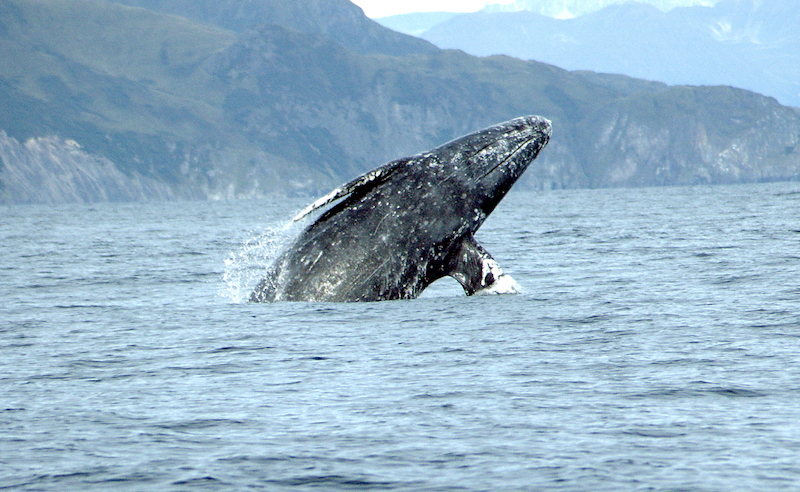 gray whale things to do in vancouver